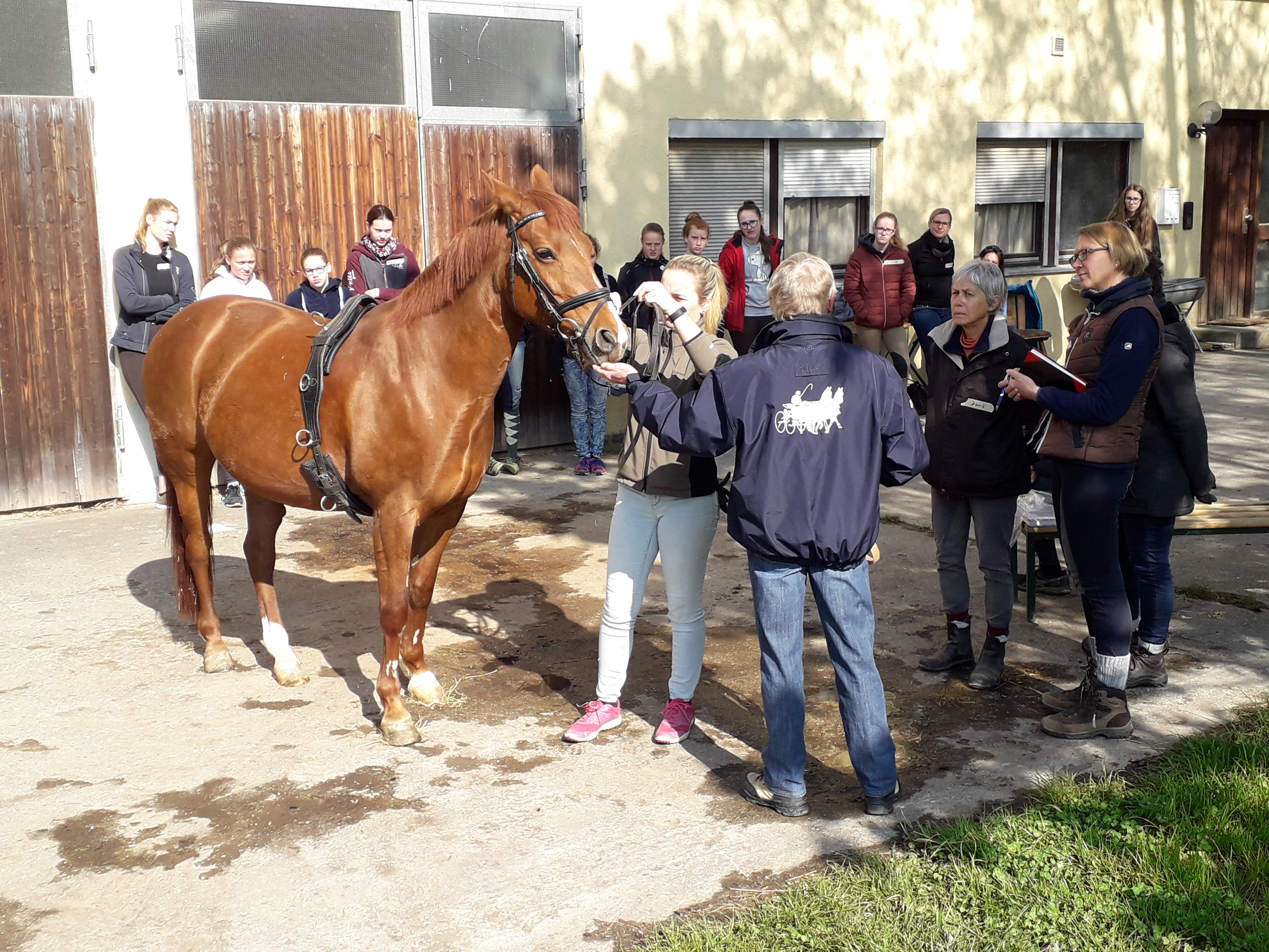 Sicheres und vielseitiges Longieren